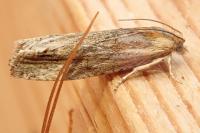 Eucosma