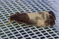 Notocelia cynosbatella