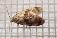 Phalonidia manniana