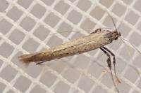 Aspilapteryx tringipennella