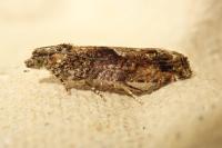 Epinotia immundana
