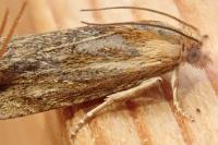 Eucosma