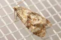 Phalonidia manniana