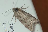 Cnephasia
