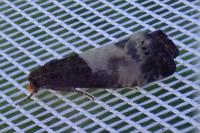 Notocelia cynosbatella
