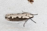Ethmia bipunctella