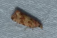 Celypha cespitana