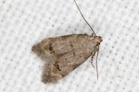 Teleiodes vulgella