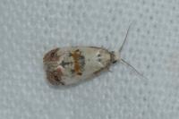 Neocochylis hybridella