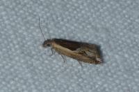 Ancylis apicella