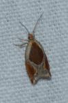 Ancylis unculana