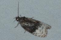 Apotomis betuletana