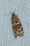 Argyrotaenia ljungiana