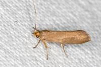 Crassa unitella