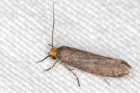 Cephimallota crassiflavella