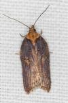Acleris hastiana