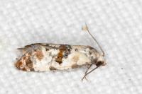 Neocochylis hybridella