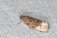 Hedya nubiferana