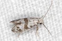 Scythropia crataegella