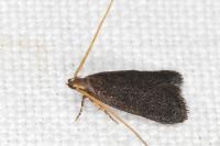 Lecithocera nigrana