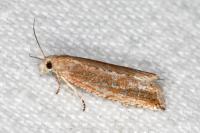 Bactra