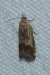 Cydia gr. succedana