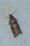 Rhopobota stagnana