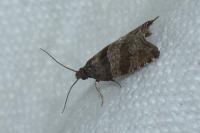 Rhopobota stagnana
