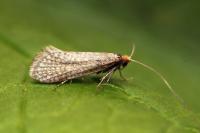 Nematopogon adansoniella