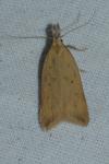 Dichomeris limosella