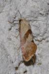 Cochylis