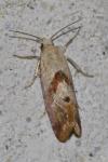 Cochylis