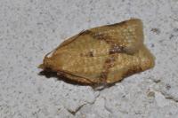 Clepsis consimilana