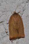 Cacoecimorpha pronubana
