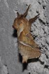 Triodia sylvina