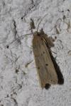 Acompsia antirrhinella/tripunctella