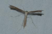 Stenoptilia