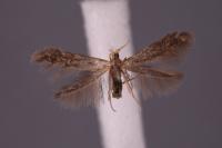 Coleophora spinella