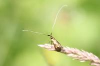 Nemophora metallica