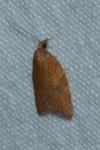 Acleris rhombana
