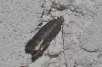 Aroga velocella