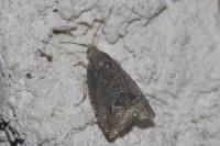 Cydia splendana
