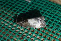 Notocelia cynosbatella