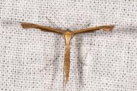 Stenoptilia