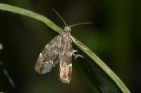 Anthophila fabriciana