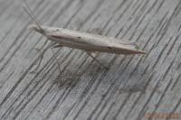 Ypsolopha mucronella