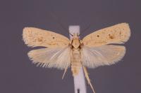 Agonopterix kaekeritziana