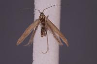 Coleophora albicostella