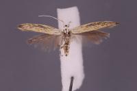 Coleophora squamella