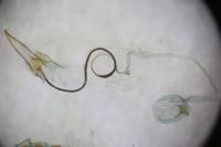 Coleophora squamella